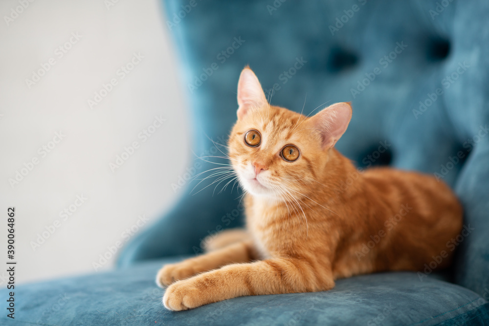 Beautiful young red tabby cat lying on blue chair at home Beautiful young red tabby cat lying on blue chair at home