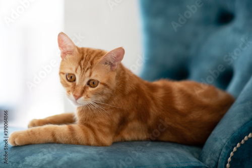Beautiful young red tabby cat lying on blue chair at home