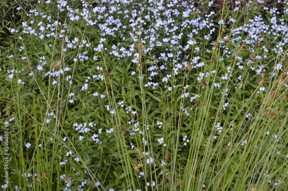 Obraz premium The beautiful flowers, forests and landscapes of the Danish country side on the mainland Jutland (Jylland), Denmark