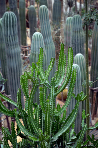 Cactus and desert plants in the park.