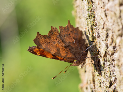 Comma butterfly (Polygonia c-album) resting on tree trunk