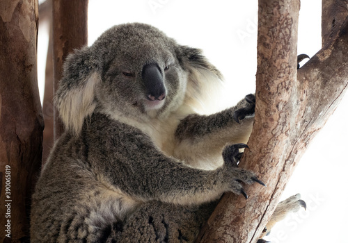 Koala bear resting on the tree.