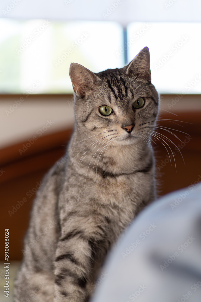 じっと見る猫 サバトラ猫 じっと見る猫 サバトラ猫