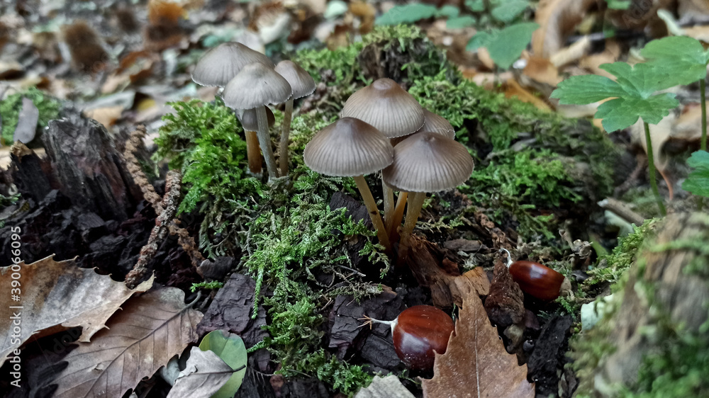 Macro photo of mushrooms on rotten wood in the woods with moss and dry leaves Macro photo of mushrooms on rotten wood in the woods with moss and dry leaves