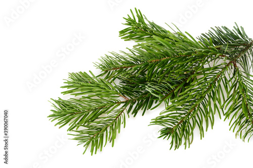 Branch of Nordmann Fir Christmas Tree. Green pine, spruce branch with needles. Isolated on white background. Close up top view.