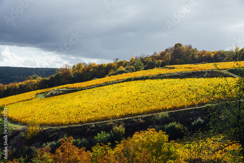 des vignes cultivées en terrasse. Culture en terrasse de vignoble. Des vignes de Bourgogne en automne. Des vignes jaunes en automne