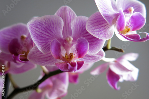 Fototapeta Naklejka Na Ścianę i Meble -  pink orchid flower
