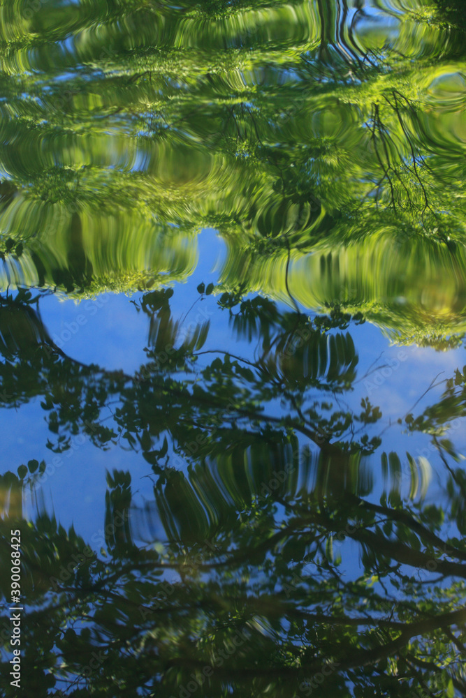 Naklejka premium 芦ノ湖の水面と新緑