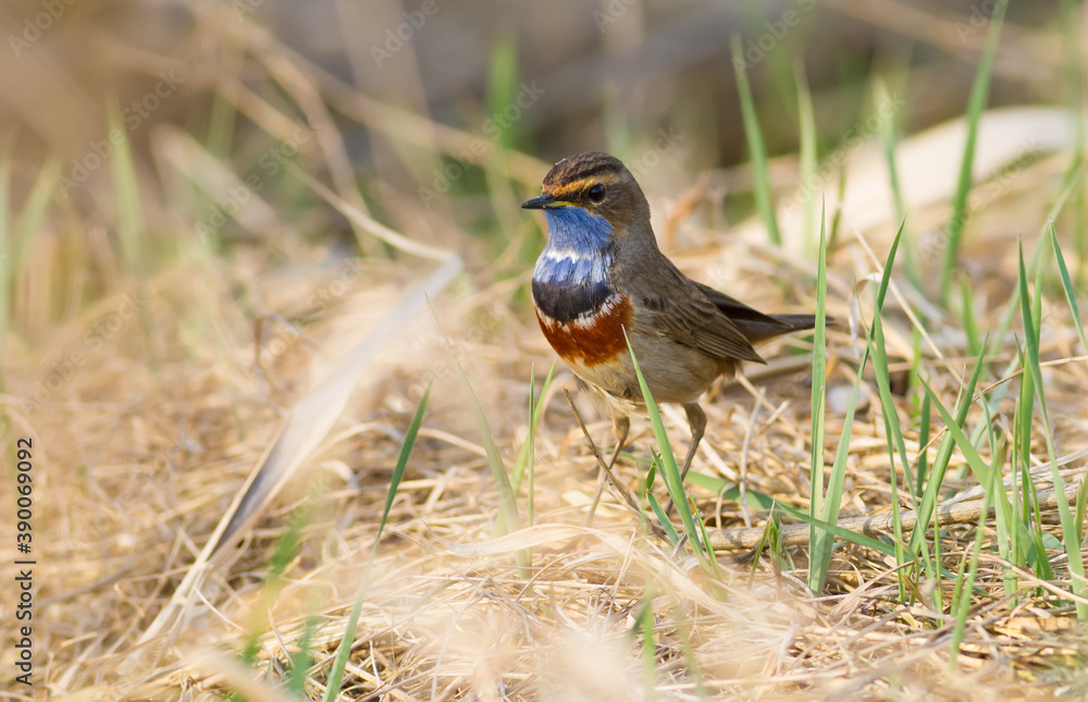 Fototapeta premium Bluethroat, Luscinia svecica. In the early morning, the bird walks among the grass in search of food