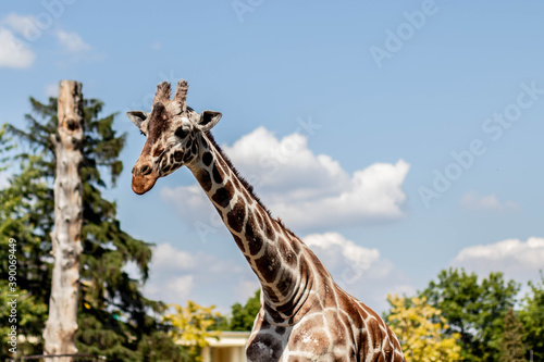 Canvas Print Giraffe in the zoo