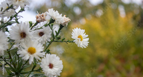 chamomile