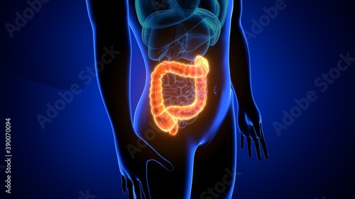 large intestine 3d illustration human digestive system