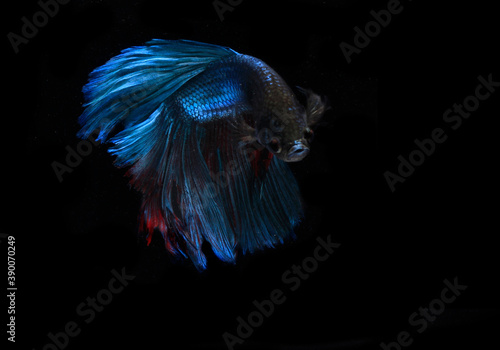 Beautiful Blue Giant Half Moon Betta fish, at Black background 