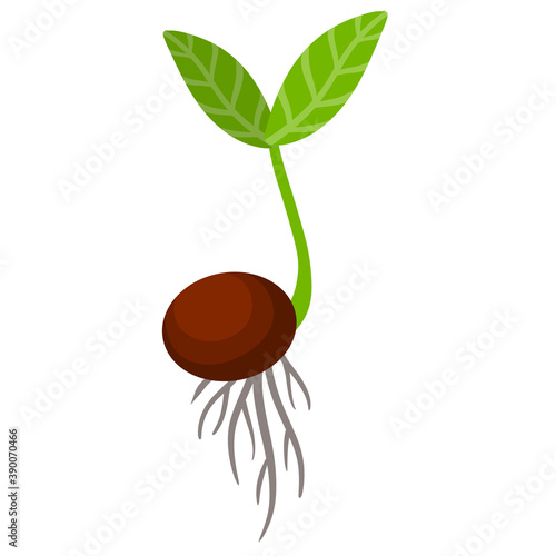 Sprout of plant. Small green leaves. Sprouted seed. Farm and gardening. Planting of crop. Start of tree growth. Flat cartoon illustration. Element of nature and flora