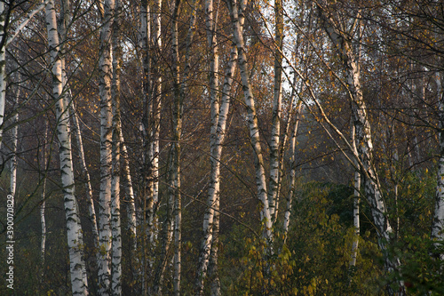 Birch tree trunks illuminated by the sunrise. Cold October morning in a forest near Warsaw, Poland. Selective focus on the trunks, blurred background. © juste.dcv