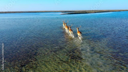 Deer herd in the wild, steppe of Dzharalgach island, aerial photography photo