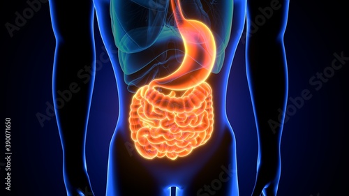 3d illustration of human digestive system anatomy © microscience