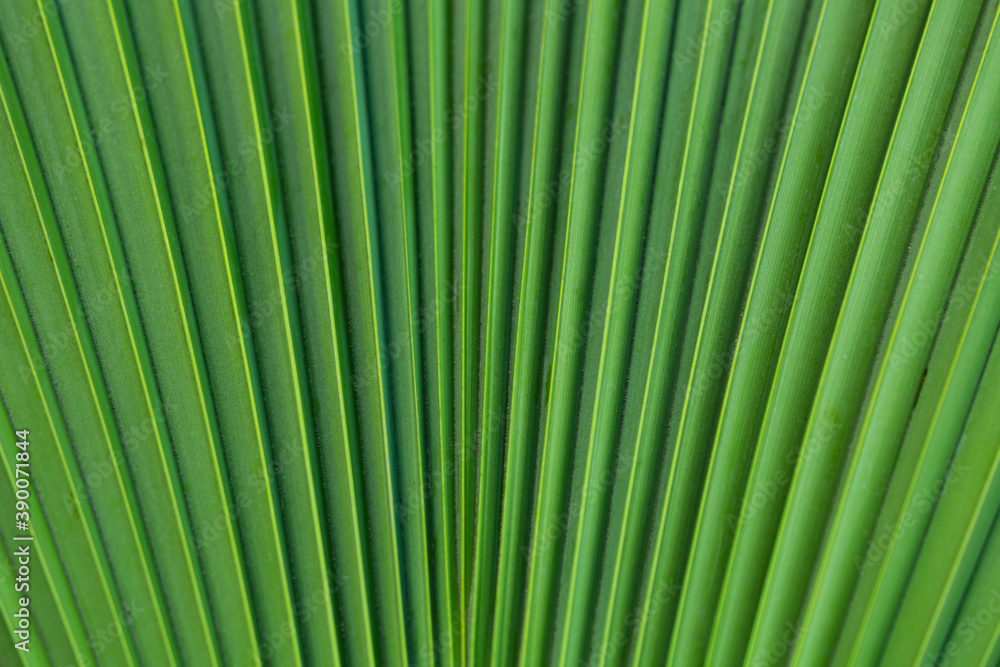 Palm Leaves, large palm foliage abstract nature green background. Close up view of Palm tree leaves. Tropical forest natural, green pattern Palm Leaves, large palm foliage abstract nature green background. Close up view of Palm tree leaves. Tropical forest natural, green pattern