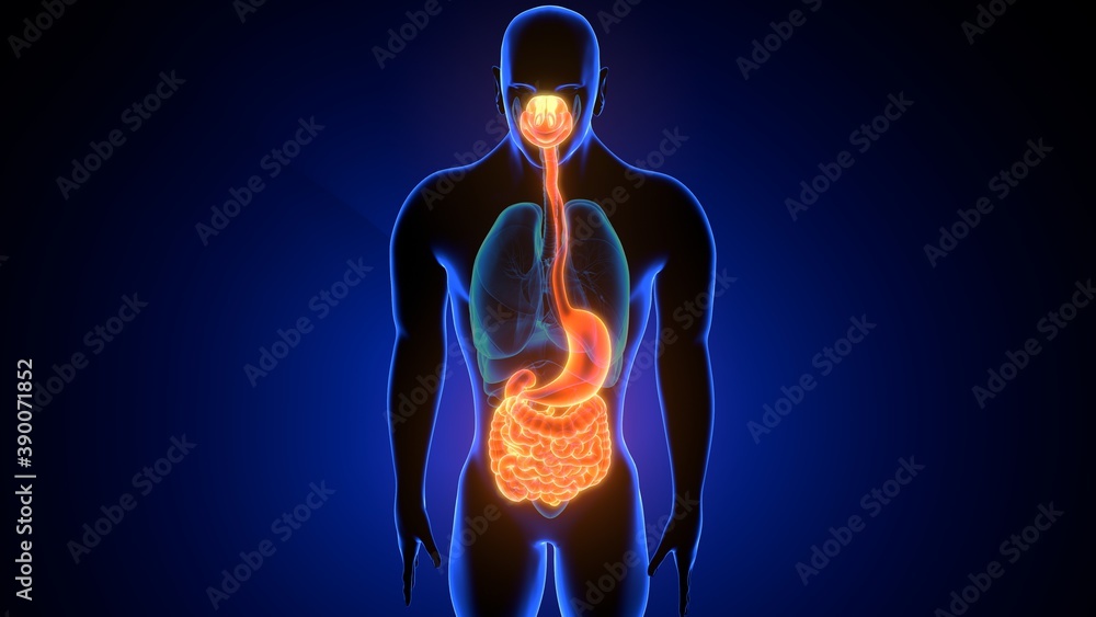 3d illustration of human digestive system anatomy 3d illustration of human digestive system anatomy