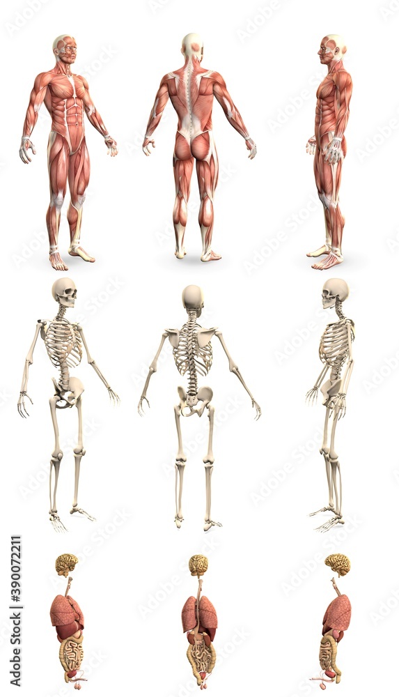 9 in 1, male body with skeleton and internal organs - anatomy concept for healthcare - cg hi-res medical 3D illustration isolated on white 9 in 1, male body with skeleton and internal organs - anatomy concept for healthcare - cg hi-res medical 3D illustration isolated on white
