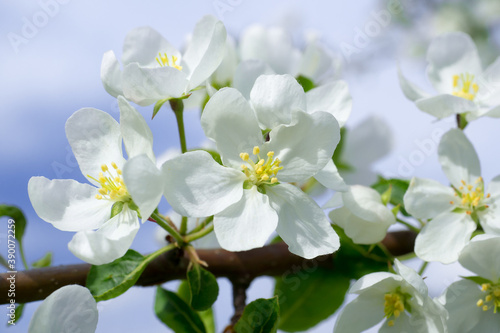 Blooming apple tree branch. White flowers close-up against a blue sky. Wallpaper.
