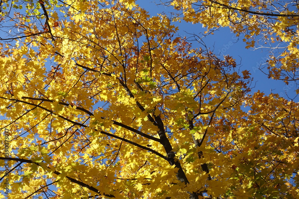 Crown of Norway maple with autumnal foliage against blue sky in mid October Crown of Norway maple with autumnal foliage against blue sky in mid October