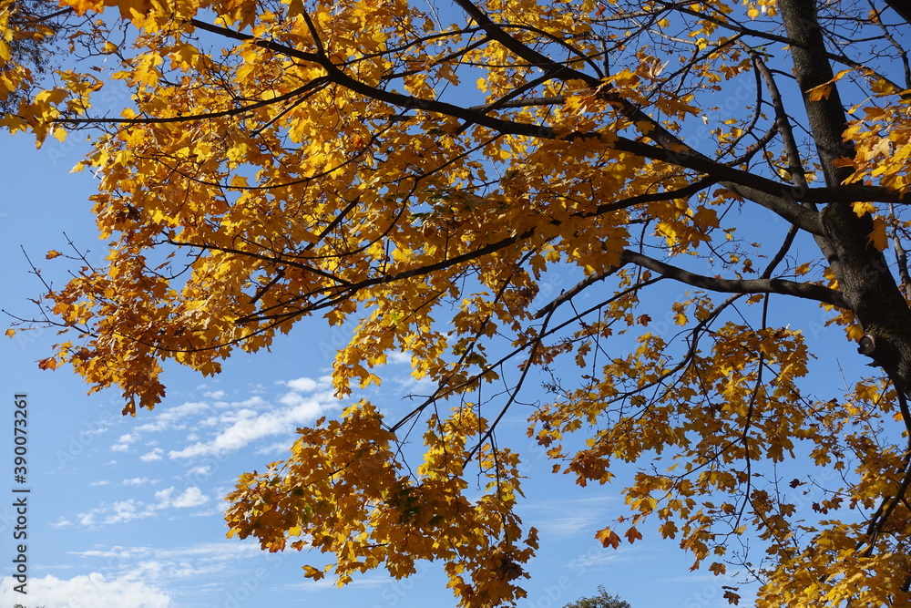 Sky and autumnal foliage of Norway maple in mid October Sky and autumnal foliage of Norway maple in mid October