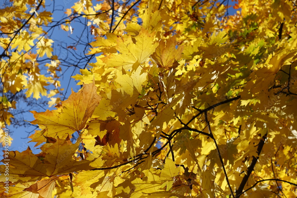 Yellow leaves of Norway maple against blue sky in October