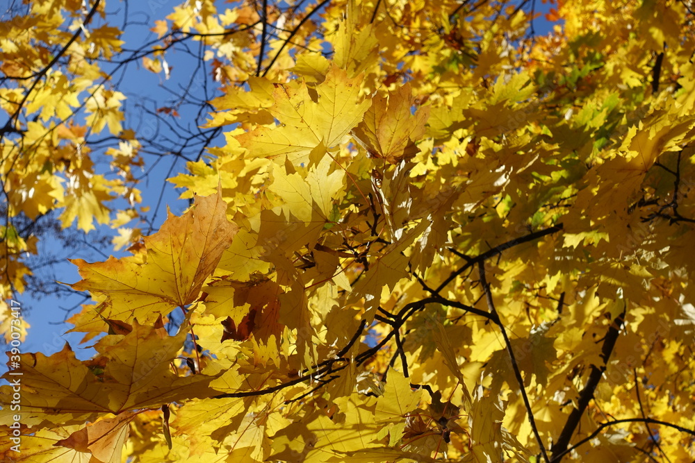 Yellow leaves of Norway maple against blue sky in October Yellow leaves of Norway maple against blue sky in October