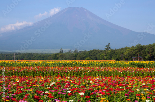 花の都公園 富士山と百日草