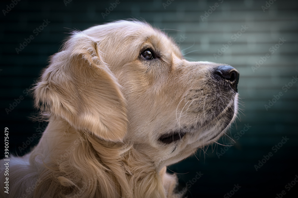 Retrato de perro de la raza Golden Retreiver con fondo desenfocado de color turquesa Retrato de perro de la raza Golden Retreiver con fondo desenfocado de color turquesa