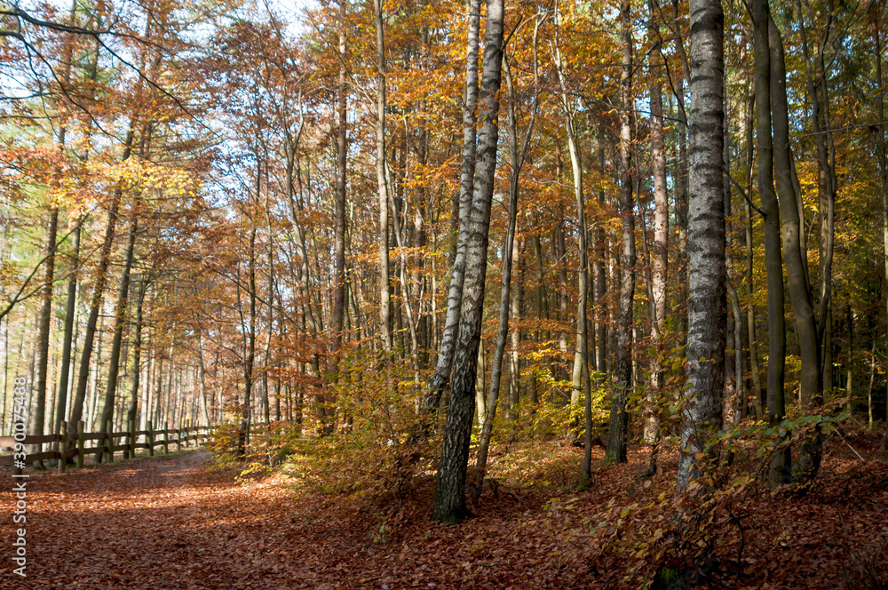 golden autumn forest golden autumn forest