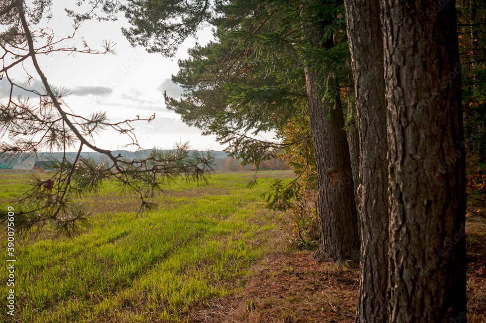 Fototapeta premium golden autumn forest