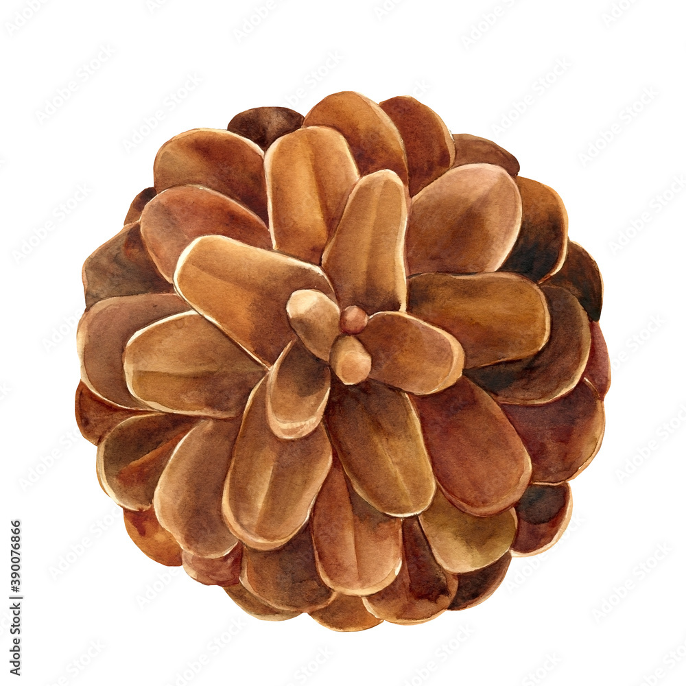 watercolor pine cone on white background, botanical illustration, vintage drawing watercolor pine cone on white background, botanical illustration, vintage drawing