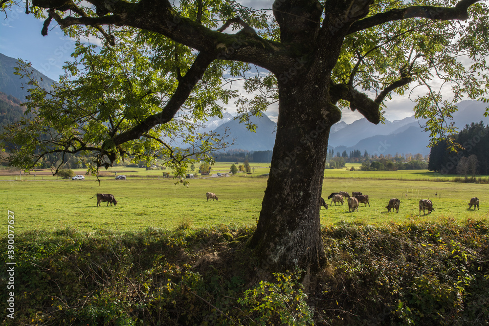 kuhweide im allgäu kuhweide im allgäu
