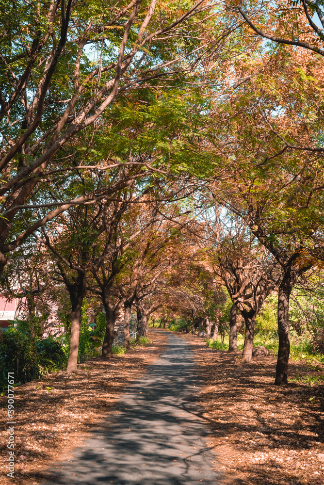 Naklejka premium Taxodium distichum in Autumn in Taiwan