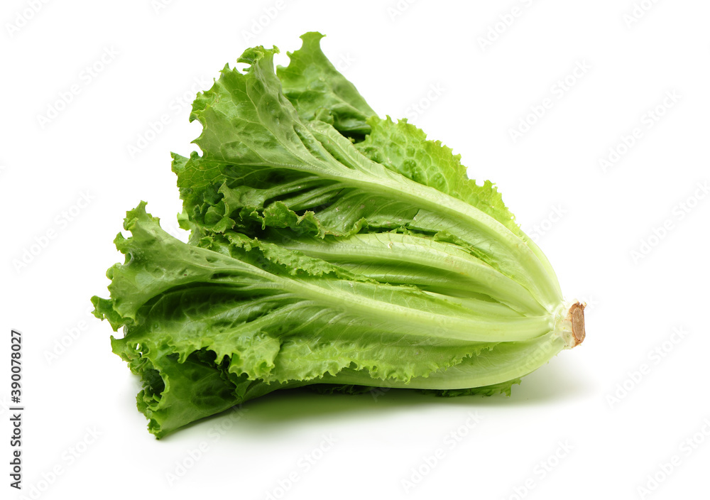 Fresh lettuce on white background Fresh lettuce on white background