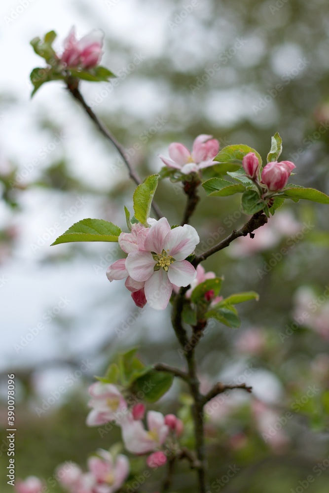 apple tree branch with pink flowers apple tree branch with pink flowers