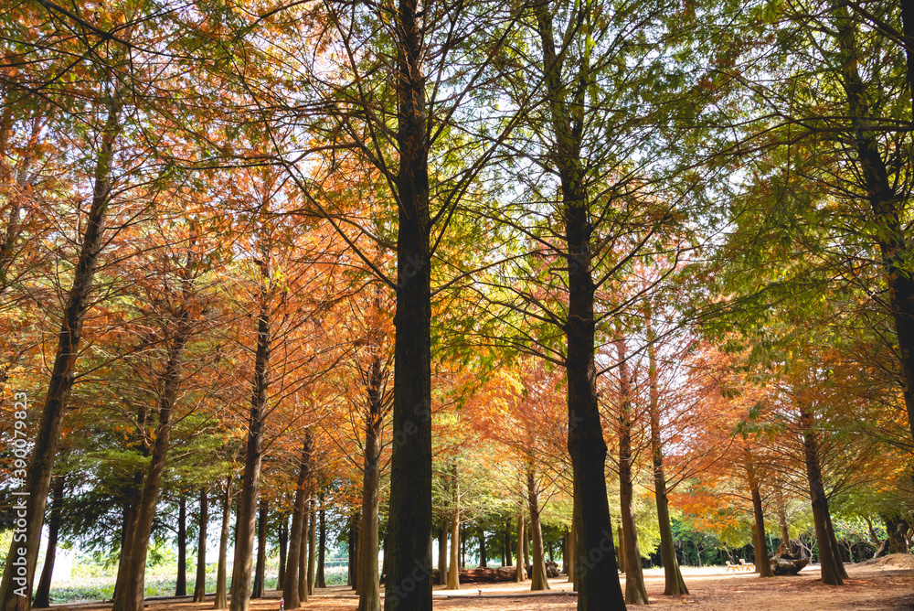 Taxodium distichum in Autumn in Taiwan