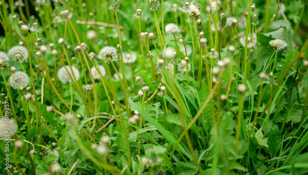 Dandelion seed background. Selective focus with shallow depth of field.