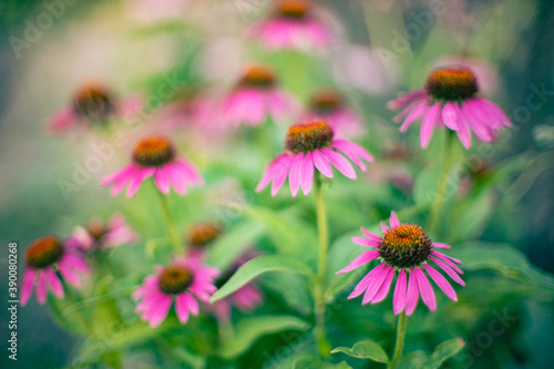 Echinacea flowers grow in the summer garden. Art style nature card.