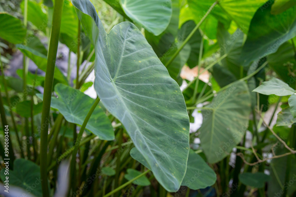 Obraz premium Elephant ear plants, focus selective.