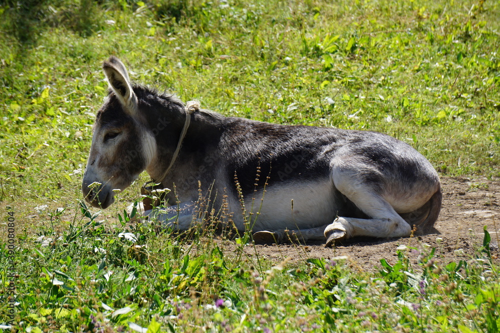 closeup of a sleeping donkey in the grass