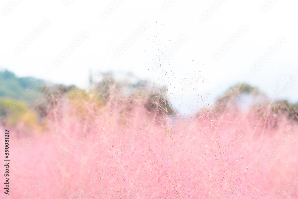 Fototapeta premium Pink hairawn muhly, Muhlenbergia capillaris, perennial tufted ornamental grass with narrow long leaves and small red to pink flowers with awns on elongate panicle with filiform spreading branches