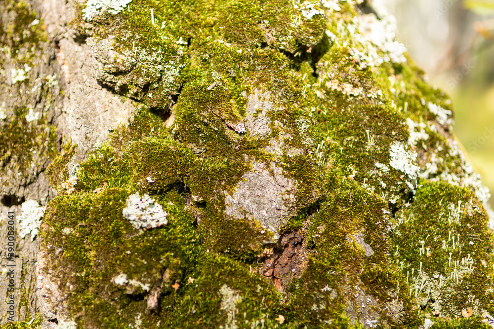 a lot of green forest moss on the trunk of an old birch a lot of green forest moss on the trunk of an old birch