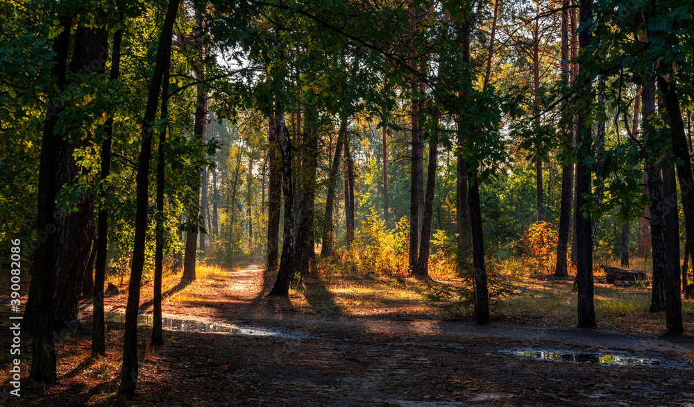 Naklejka premium Morning in the forest. Good sunny weather after rain. The sun shines in the puddles. Fall.