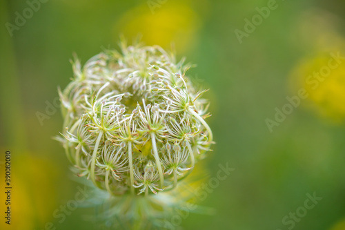 Macro image of closed sphondylium with blurred background photo