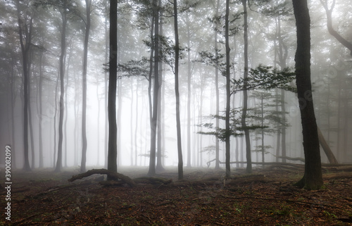 Beautiful forest at foggy sunrise. Tree trunks and cold mist landscape.