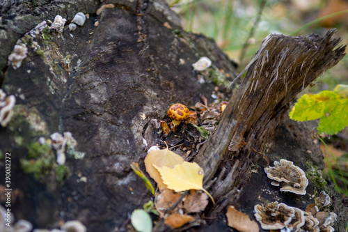 Close-Up Of Mushroom Growing On Tree Stump