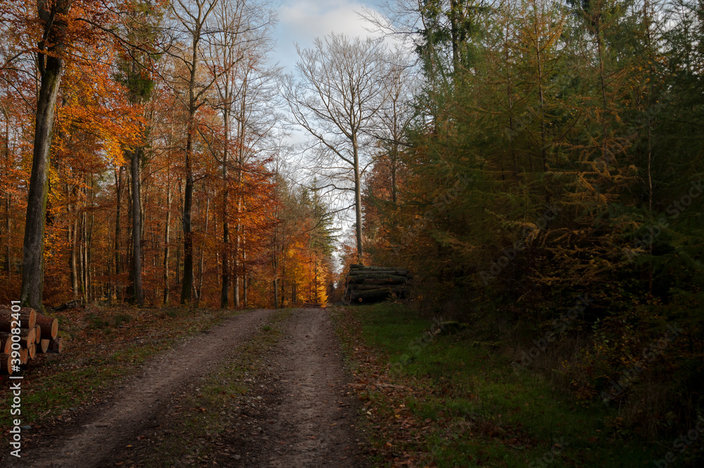 Fototapeta premium golden autumn forest
